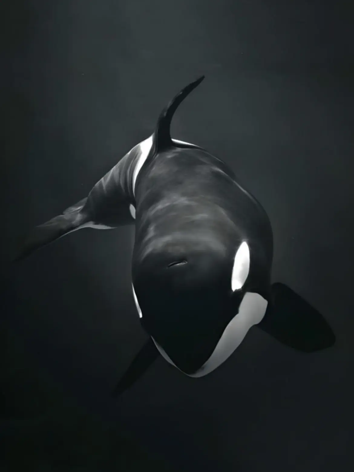 DecentFocus9050의 Orca's Devotion