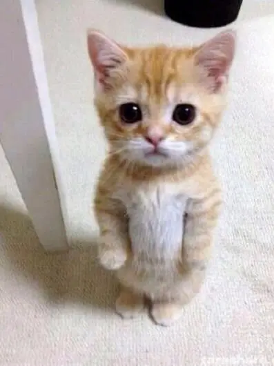 Bimeeeeee_hiii의 유저가 고앵이가 돼었다??