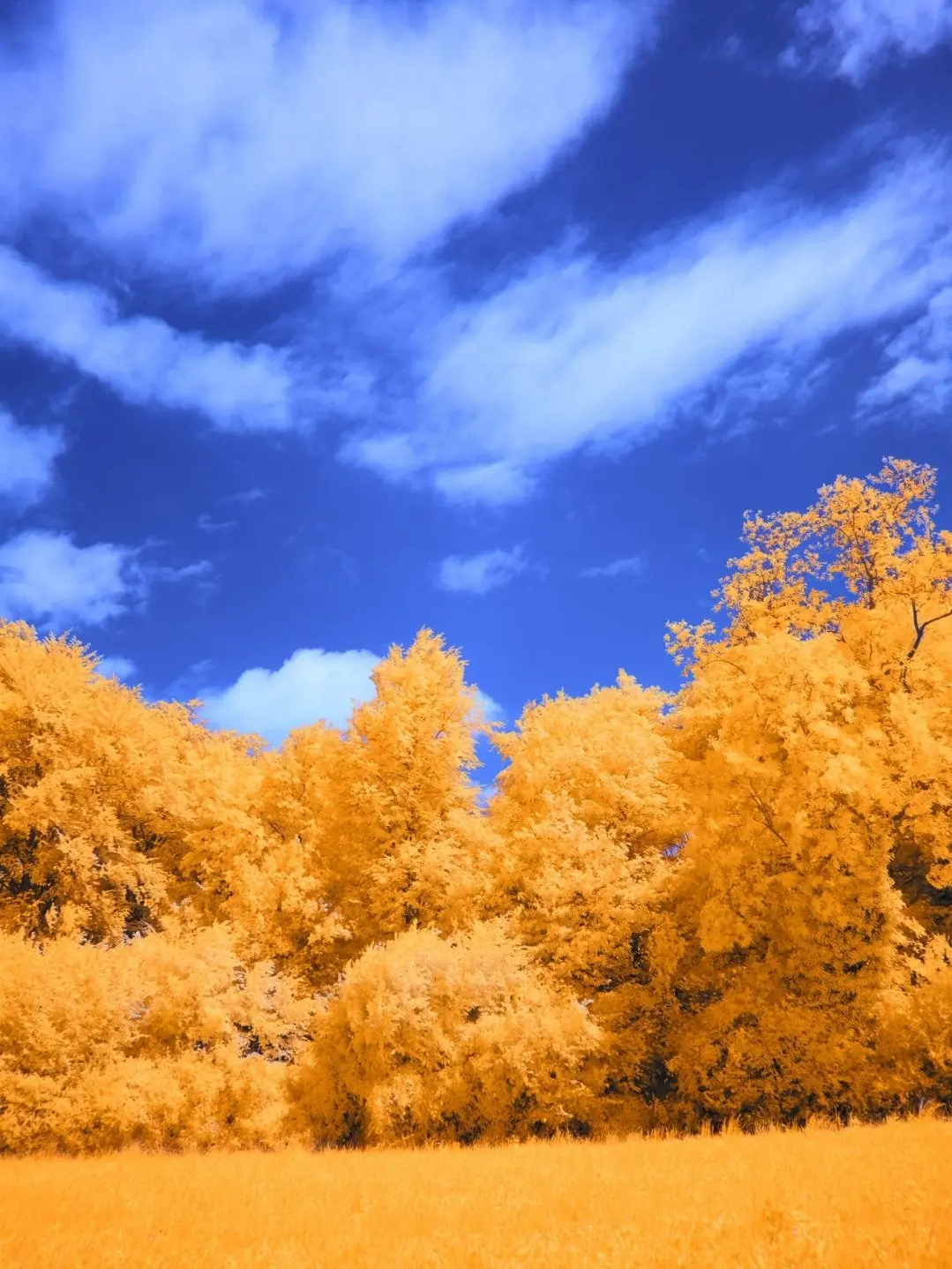 w11ee의 숲에서 흑호를 만났다!