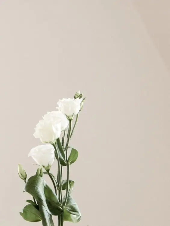White-flower_의 “우리의 새로운 시작을 위하여!”