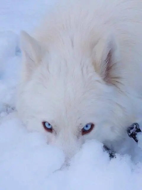 rose136p의 늑대와 빨간망토 아가씨