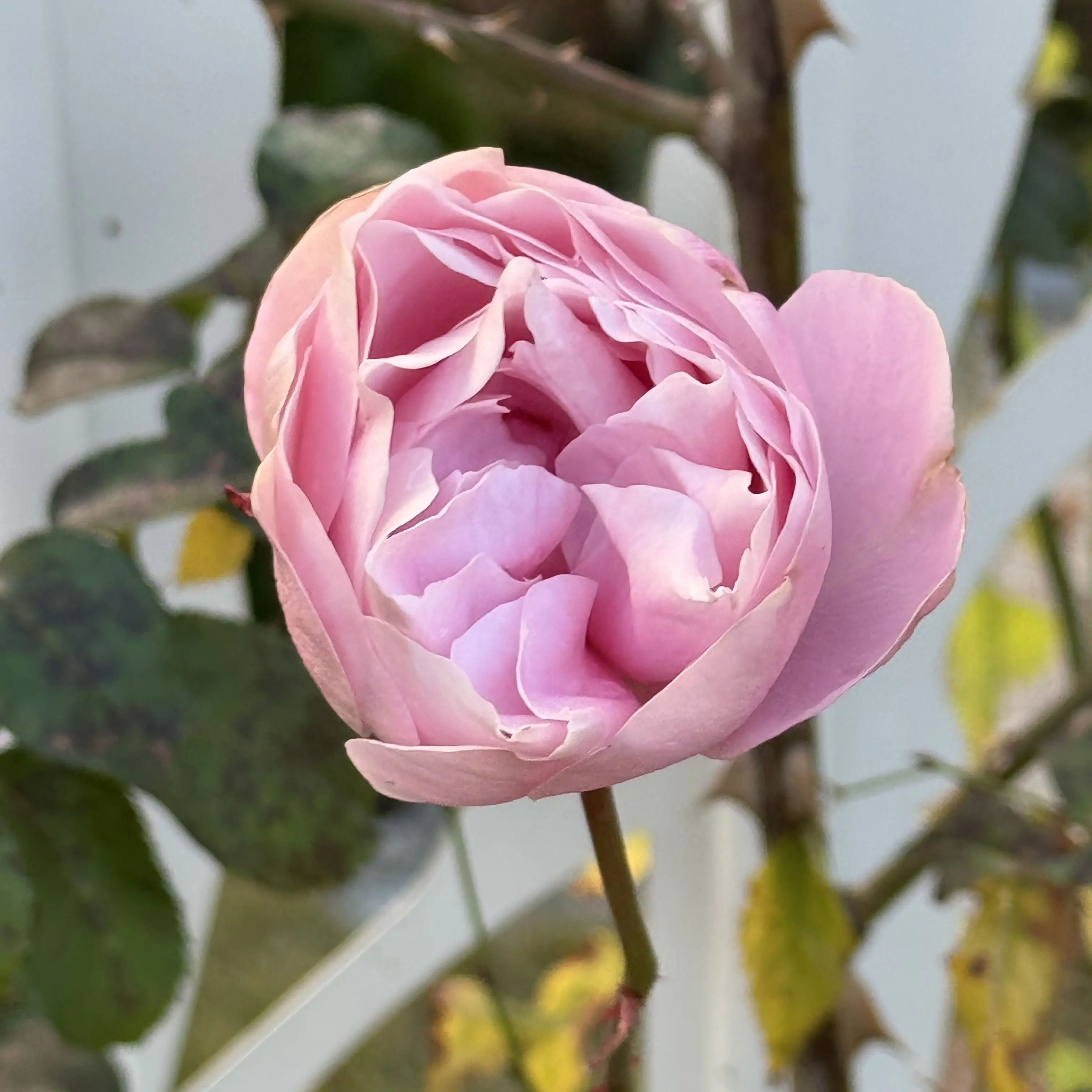 jjiiwon0626의 도우마 (귀멸 학원)