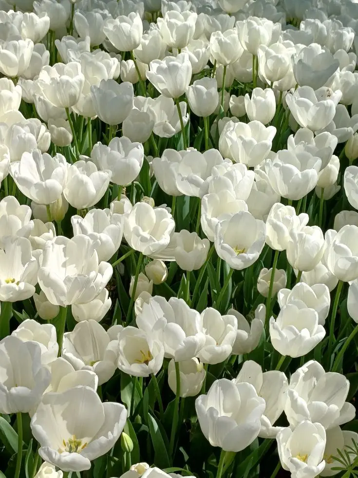 dpxnp의 조직 무리 (PIXELY)