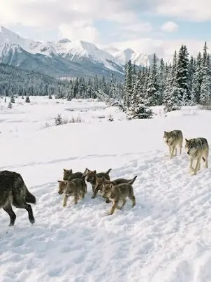 Zyn의 Wolf pack