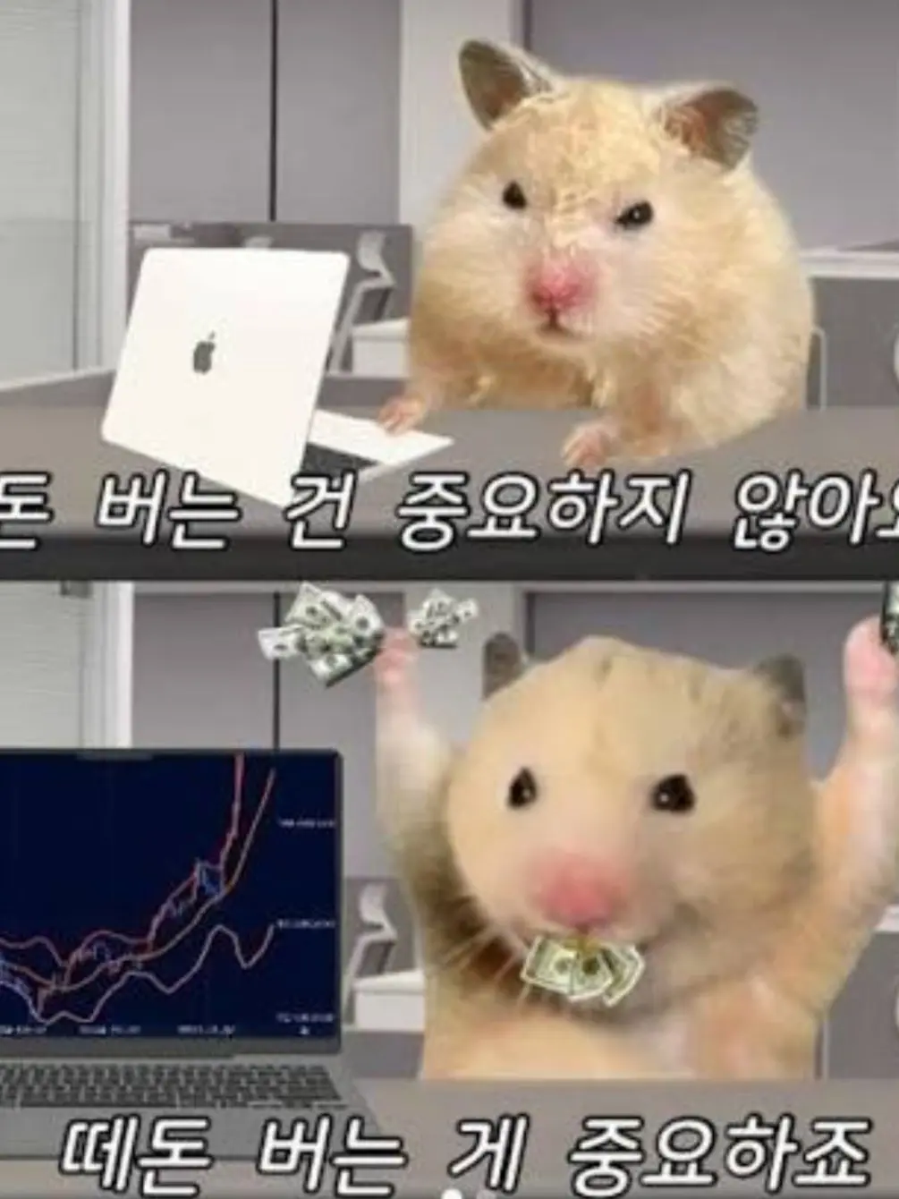 QuirkyBat6465의 댄디의 세계 (정상(정령상극)