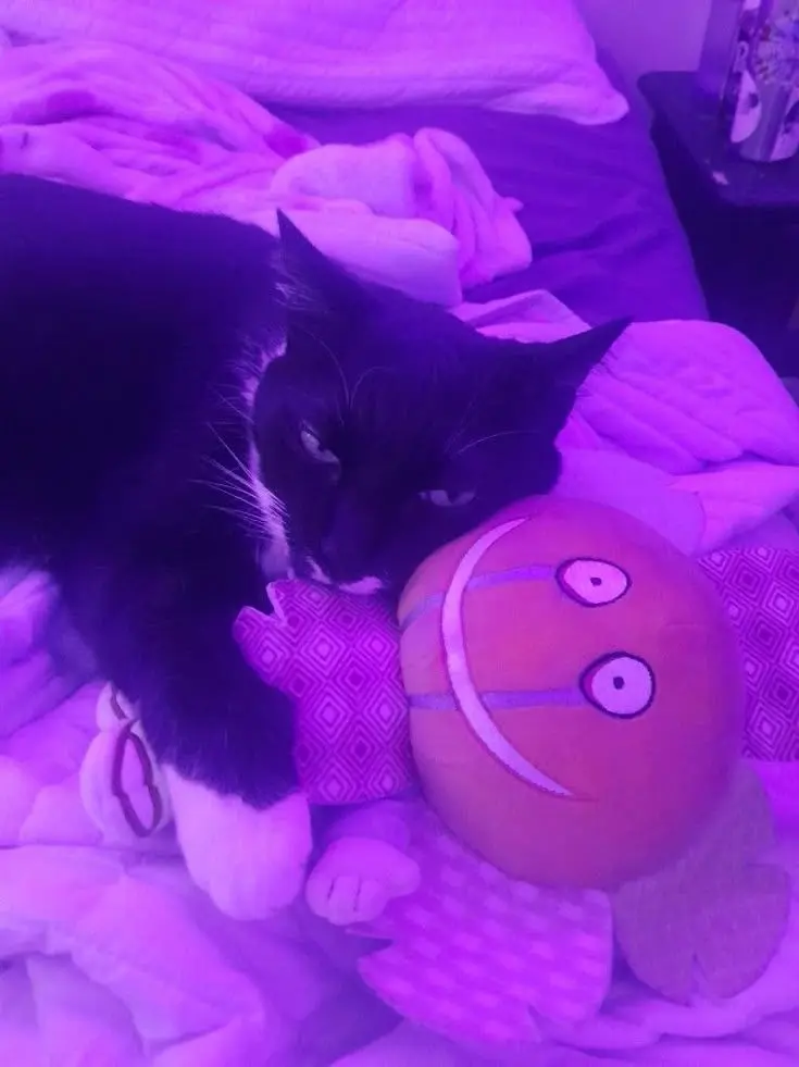 pupsteriskk의 ⊹∘˚✧ TWOMP RP ✧˚∘⊹