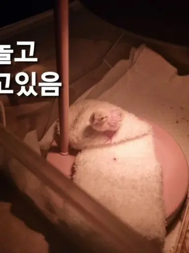 Alestromeria의 그 애들을 건드냐 여우야?!
