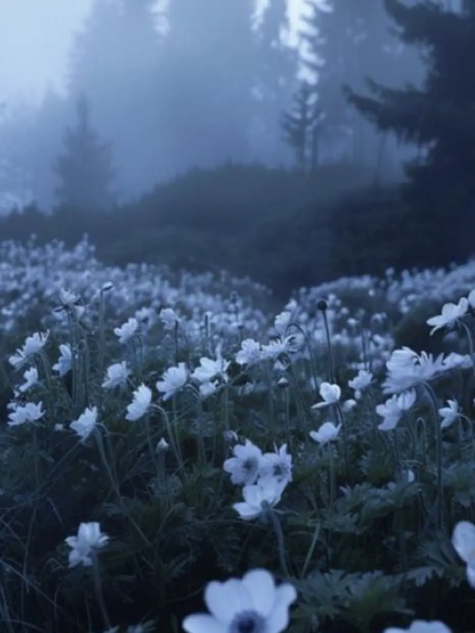 perfectGirlAma의 素直じゃなくてごめんなさい