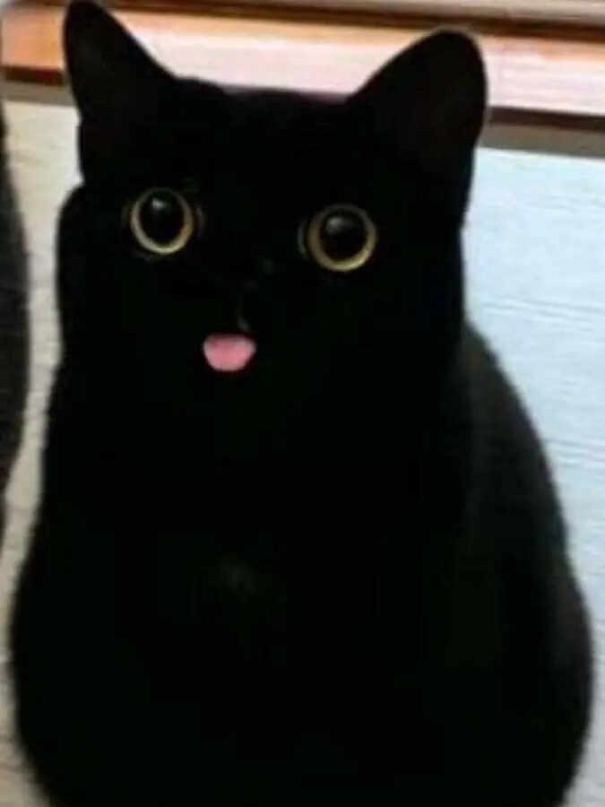 MutedLatch4941의 야옹.