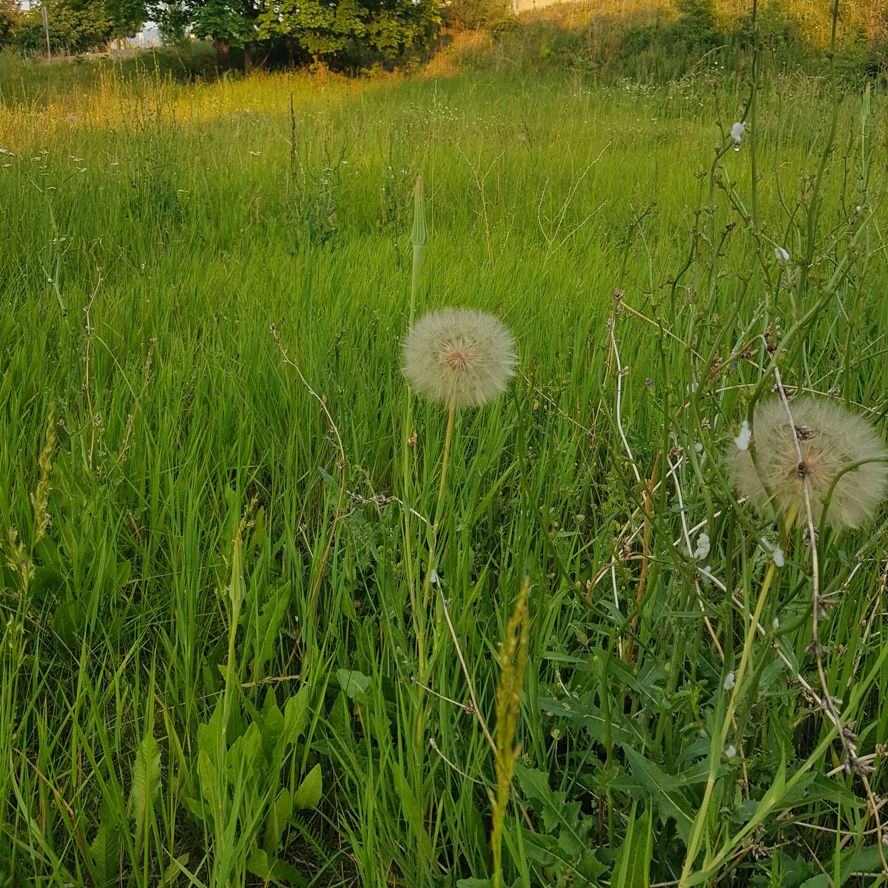 마약도시국