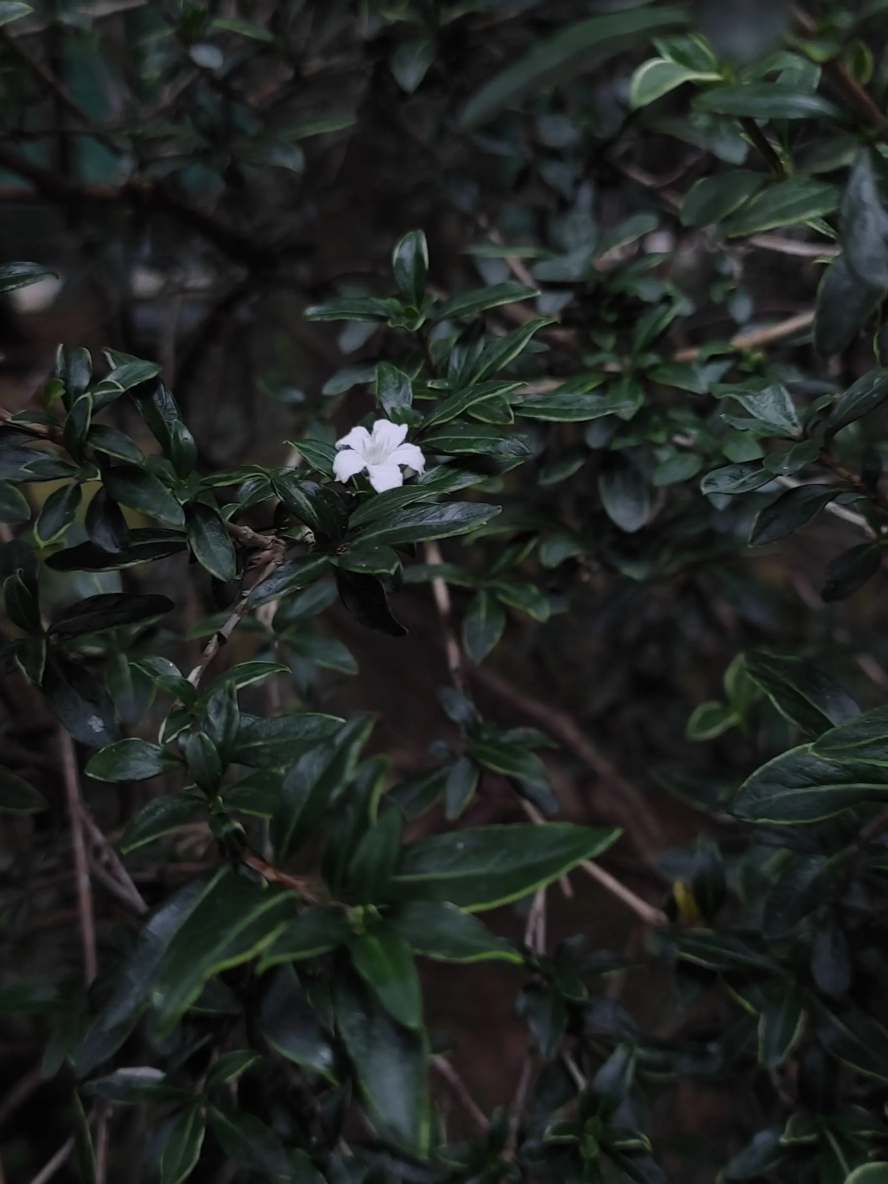 majungmul의 페르소나 논 그라타