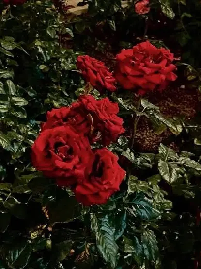 GiddySkin4993의 吸血鬼の君