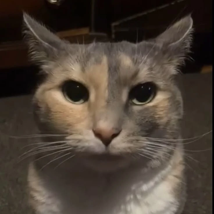 gato