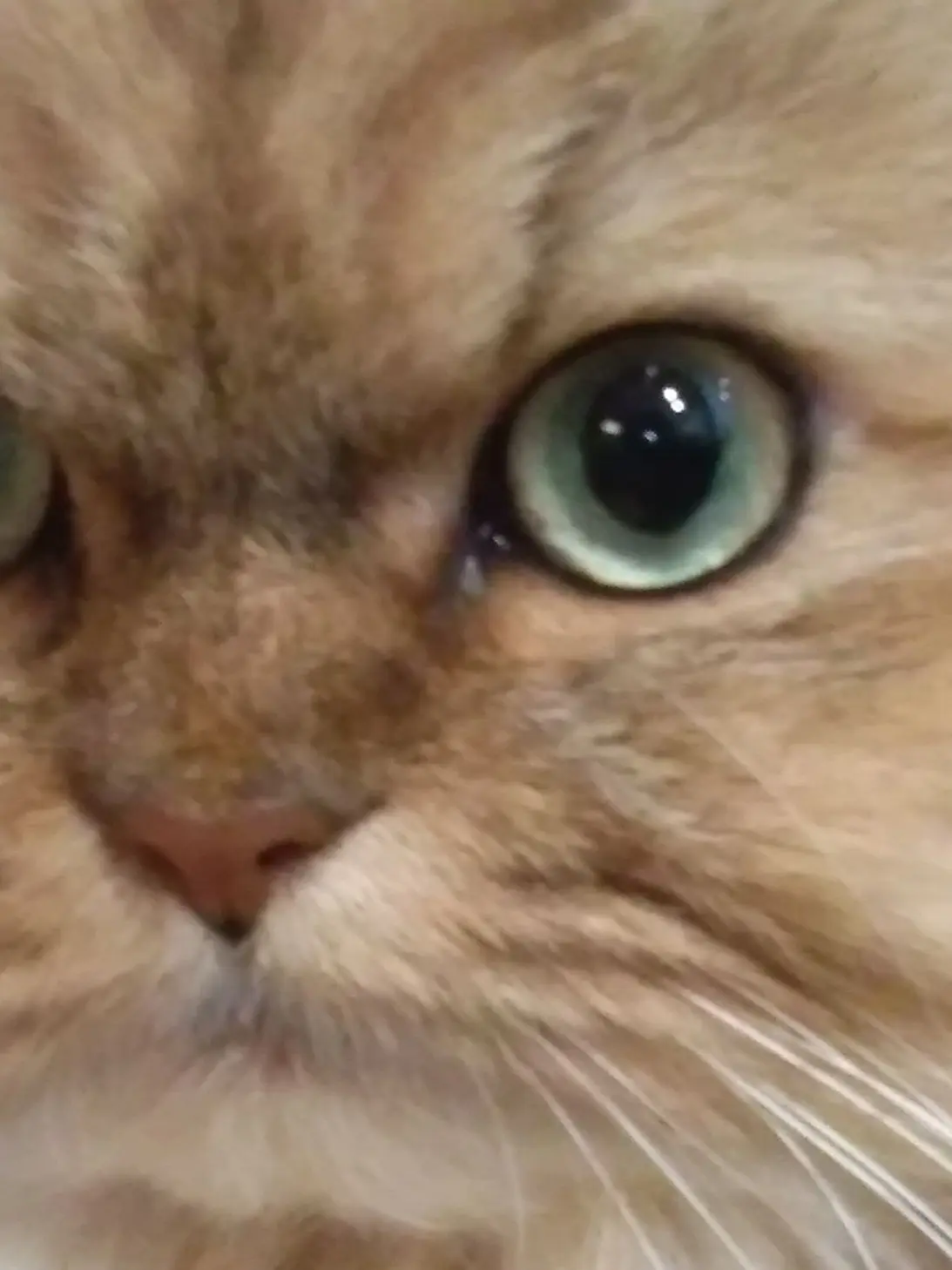LoudWire2275의 僕のねこ