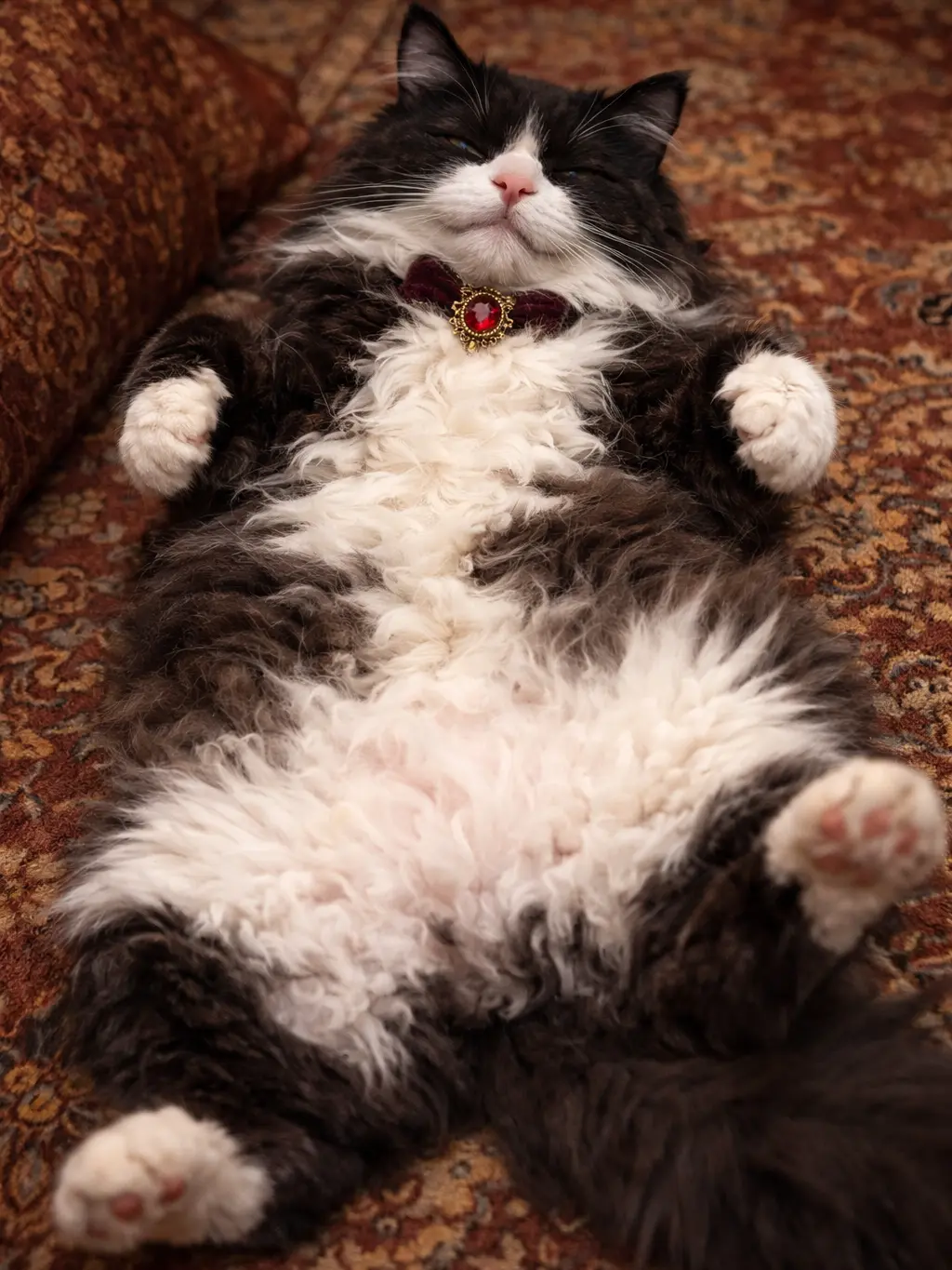OldBilby5041의 I Am a Cat