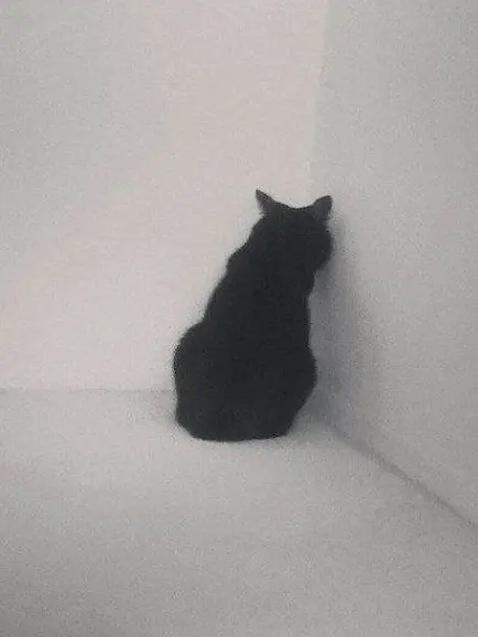 TTOA의 🐈‍⬛