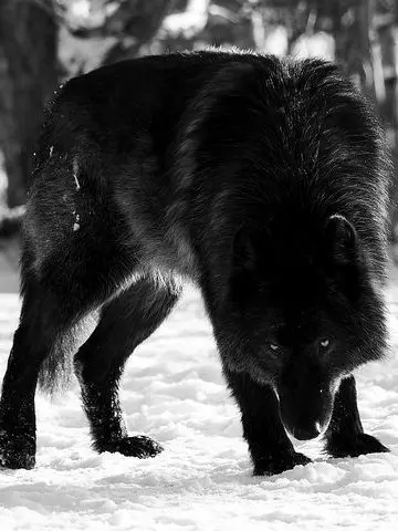 LermLaim228의 Alpha - Lynxen