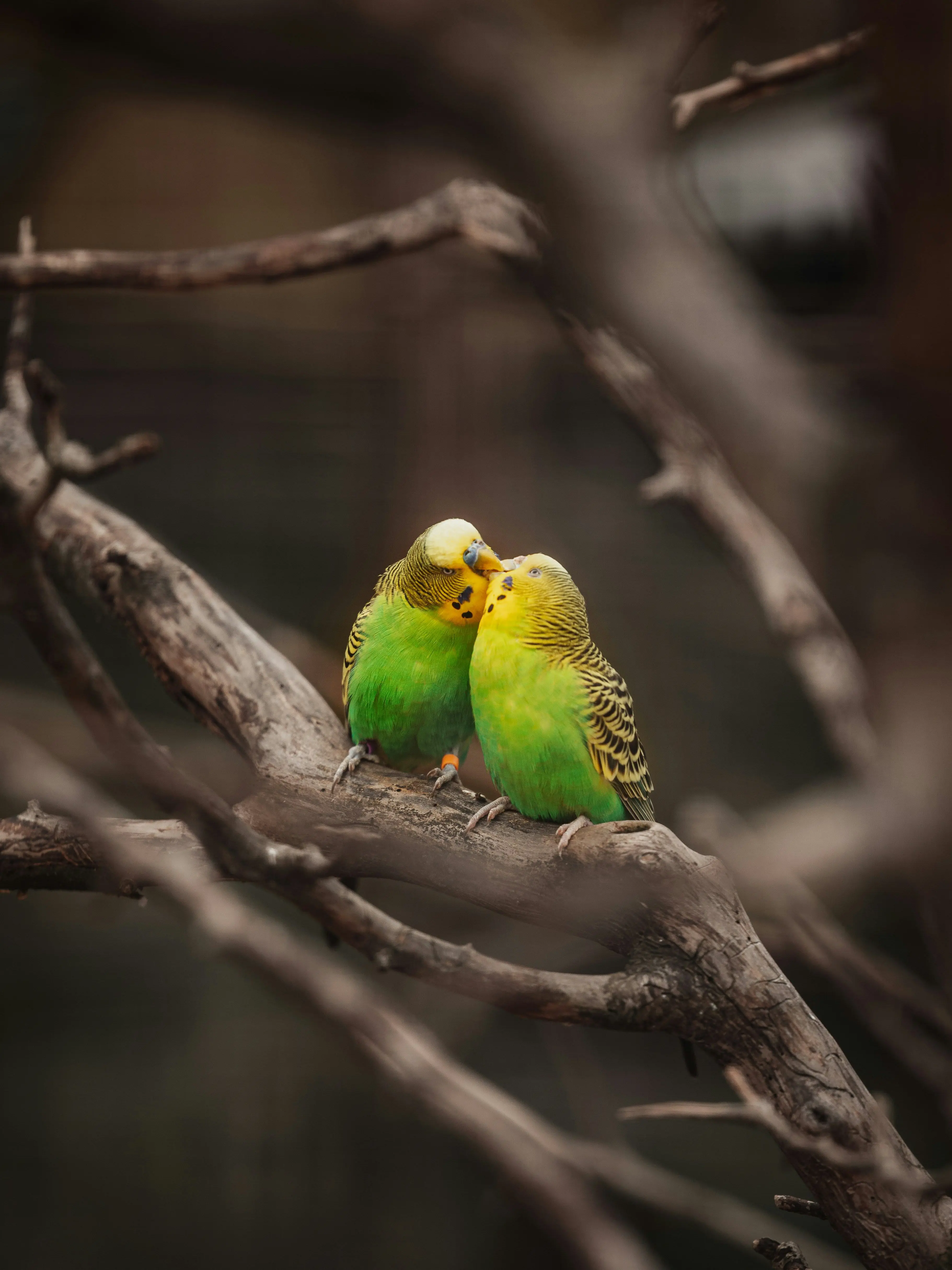 jk7의 🪶 비익조 (比翼鳥)