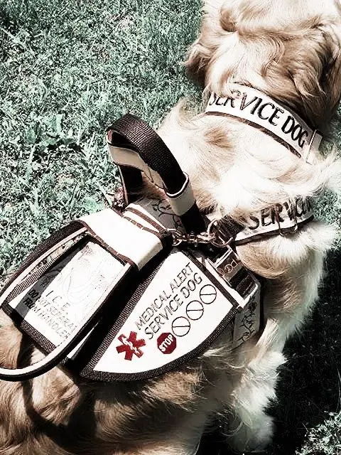 Kenkreates의 Service dog X Owner(user)