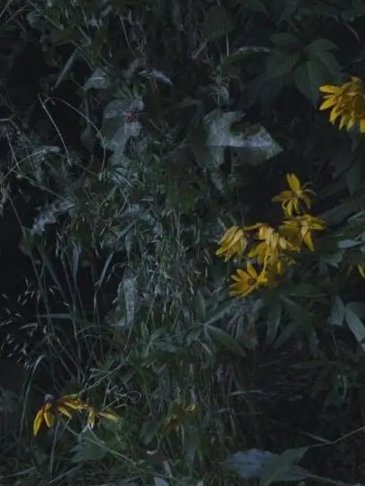 hawon.S의 널 위해 죽어줄게.