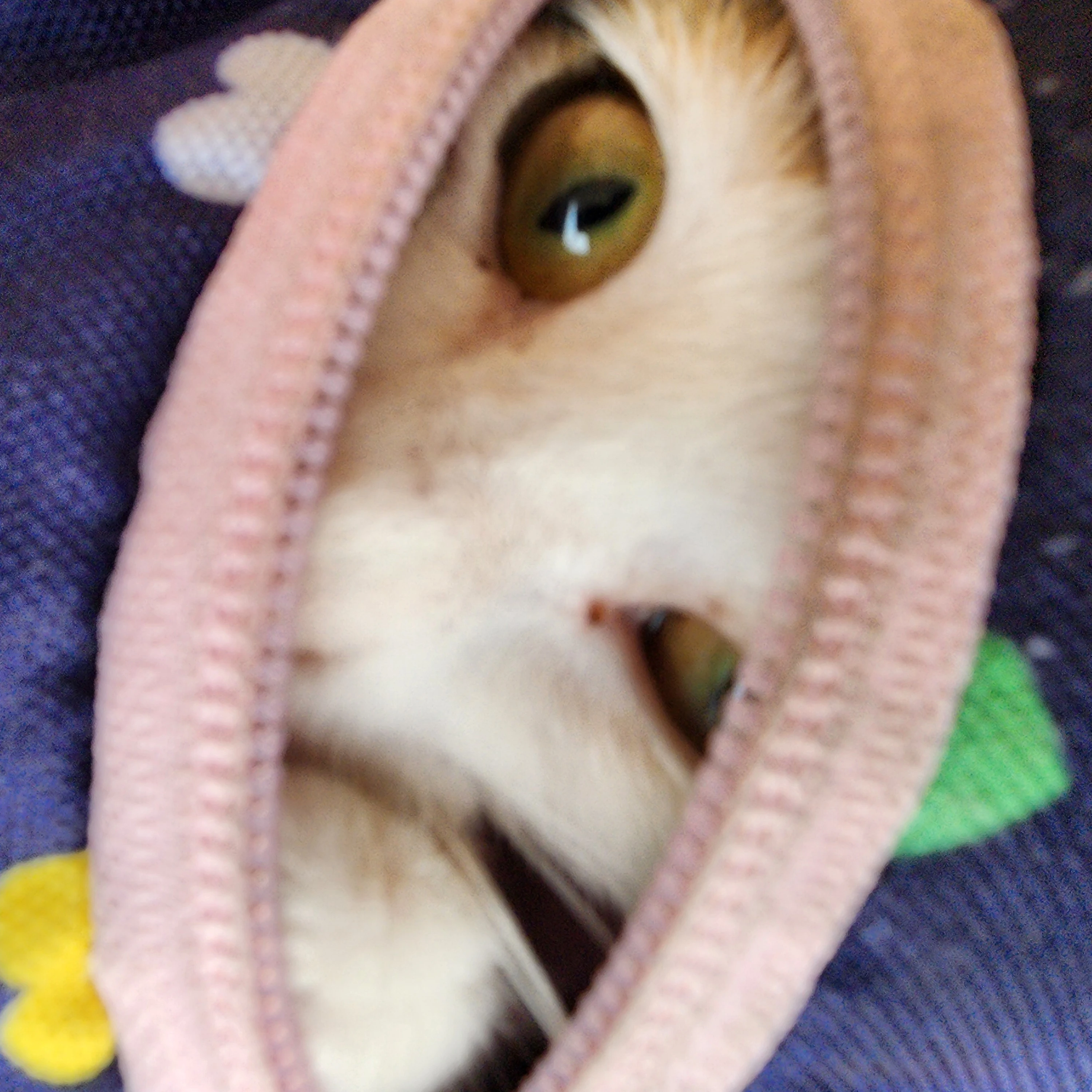 고양이