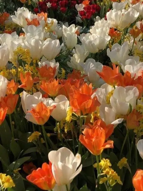 Iru0801의 ..좋아해,좋아한다니까?