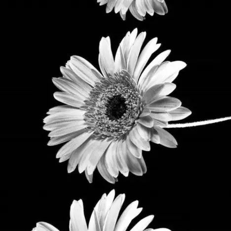 SnowyClip4726의 곤 키르아 절친 되기.