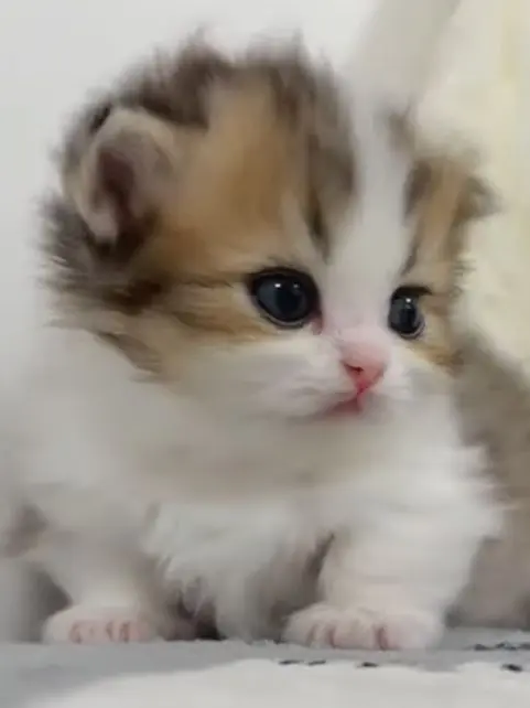 ----4의 弟よ