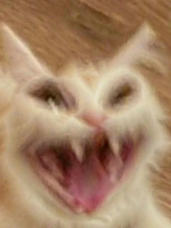 Zesku의 고프,여우,또 다른사람들 라이벌