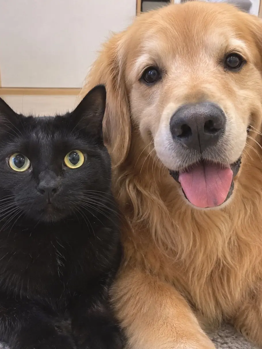 Ix_sh615ktt....의 猫と犬