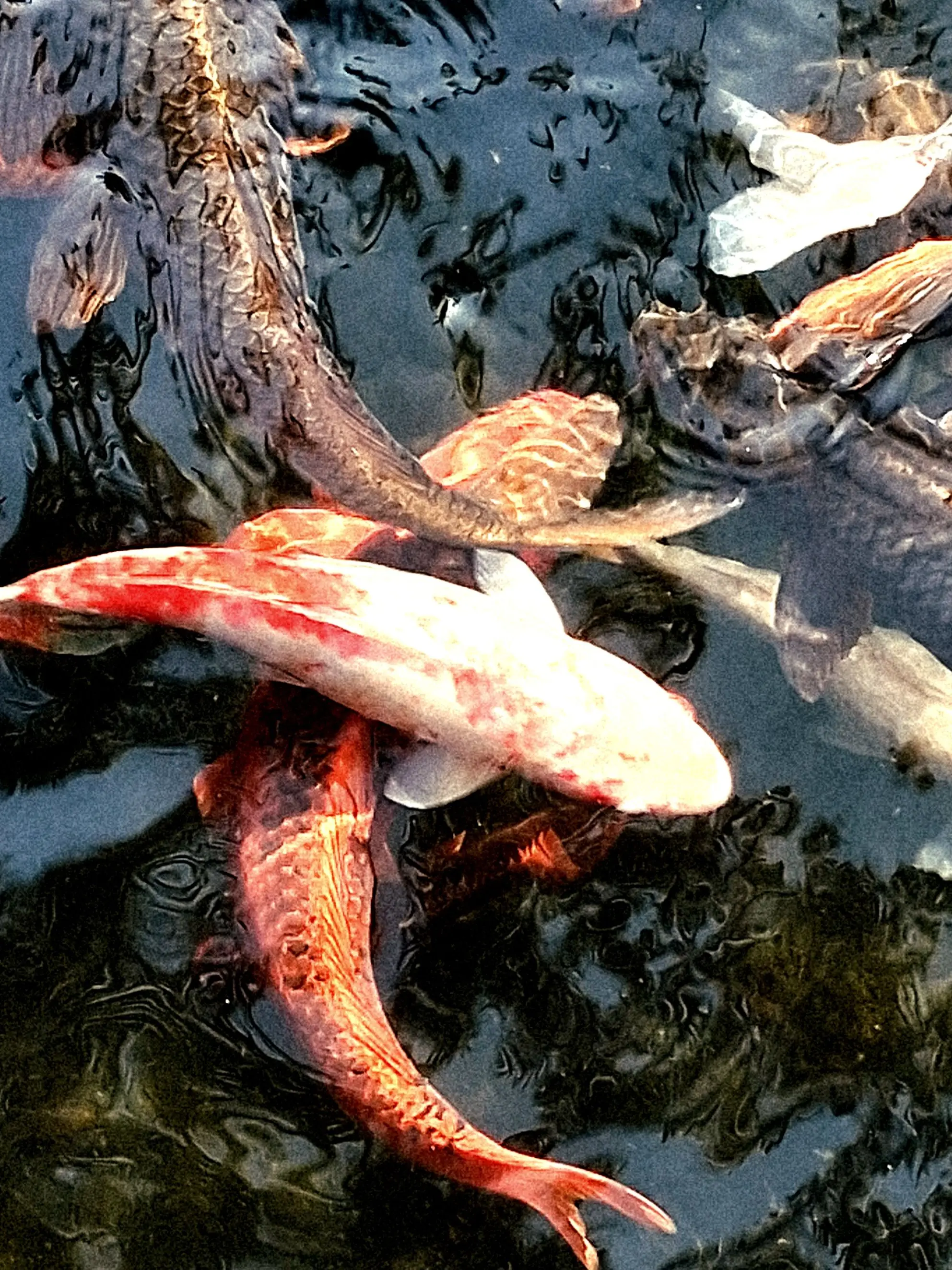 xox.777의 윤도현