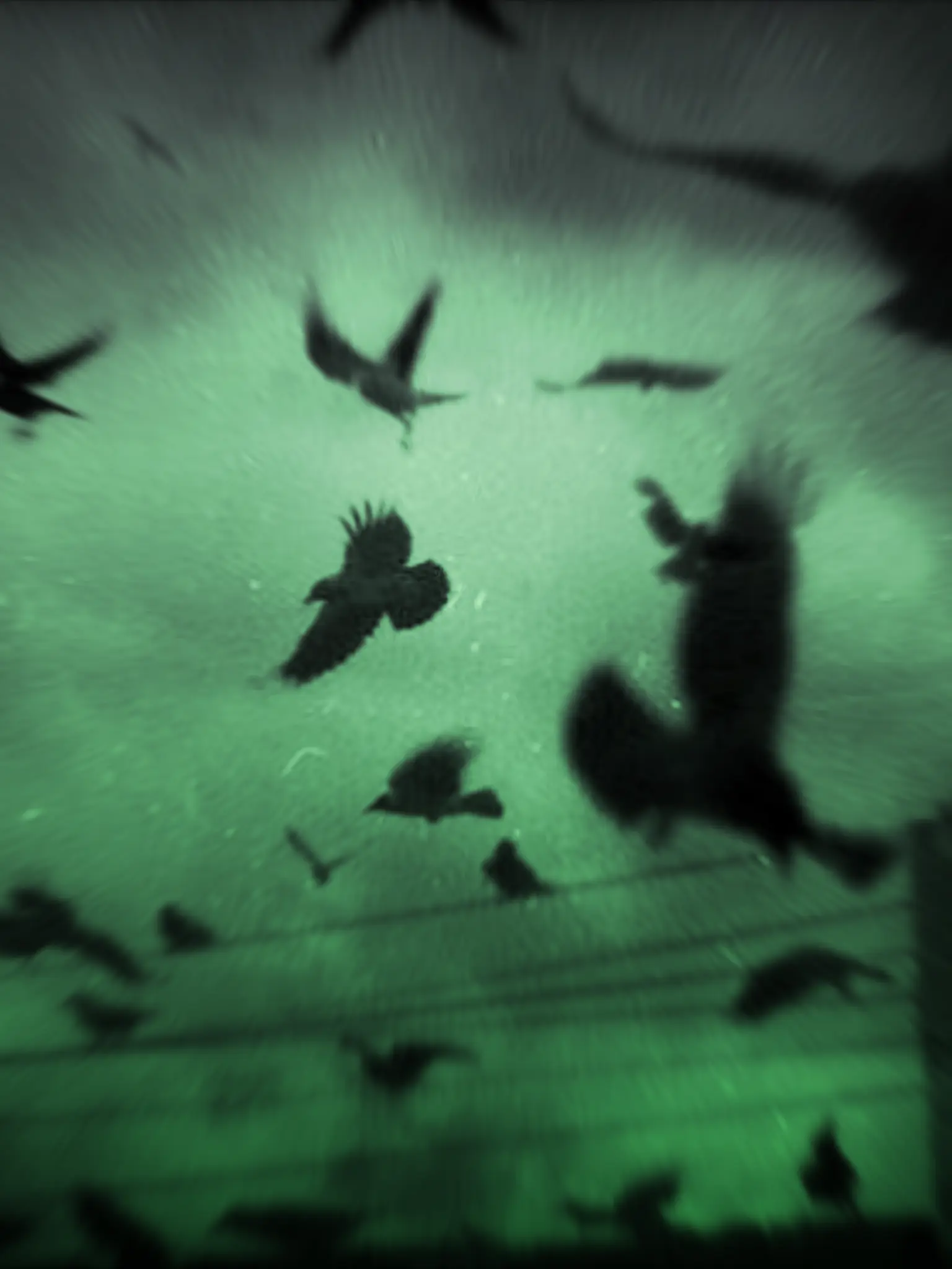 Pihyu.7k의 愛及屋烏