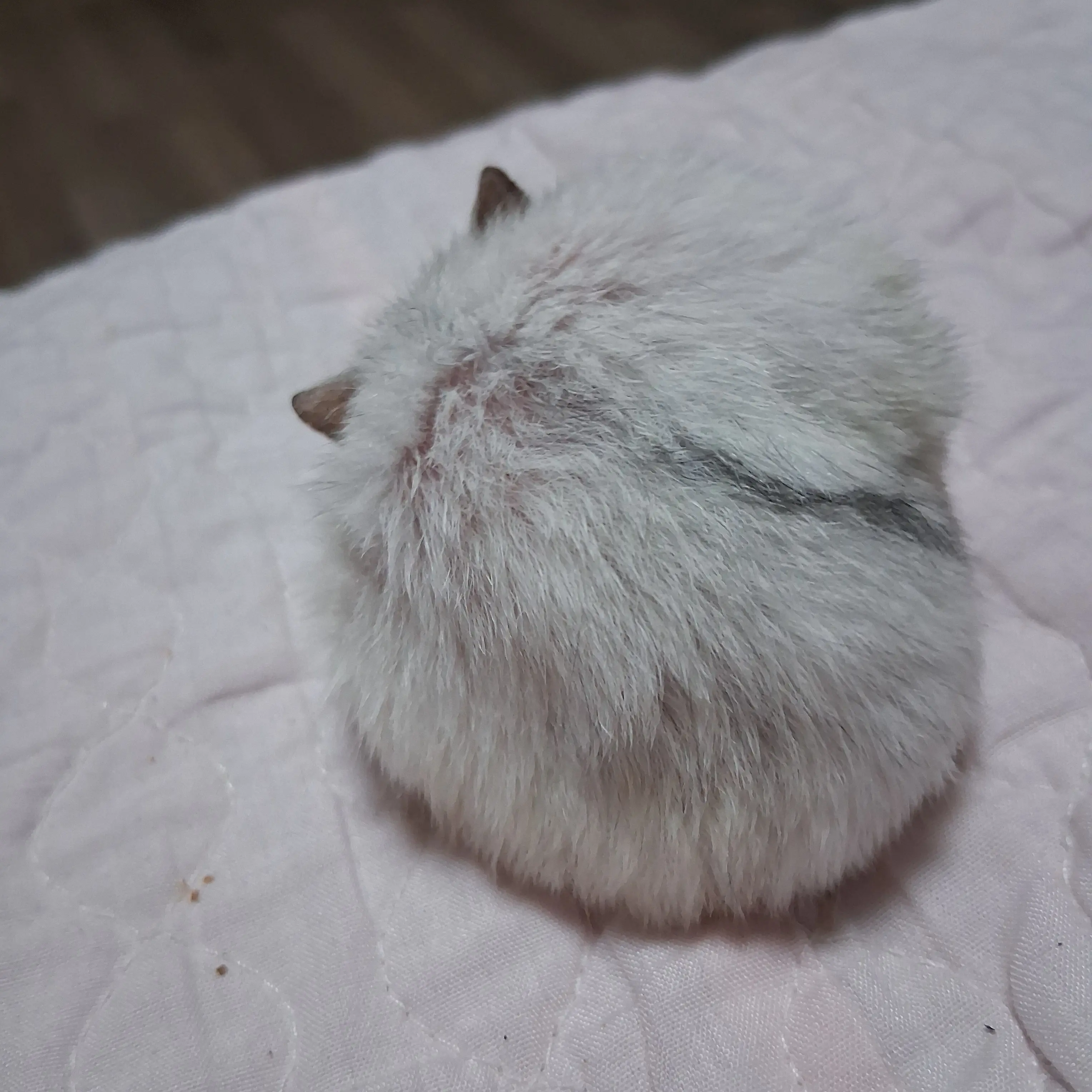 GoodMorningwithHamster의 남한&북한