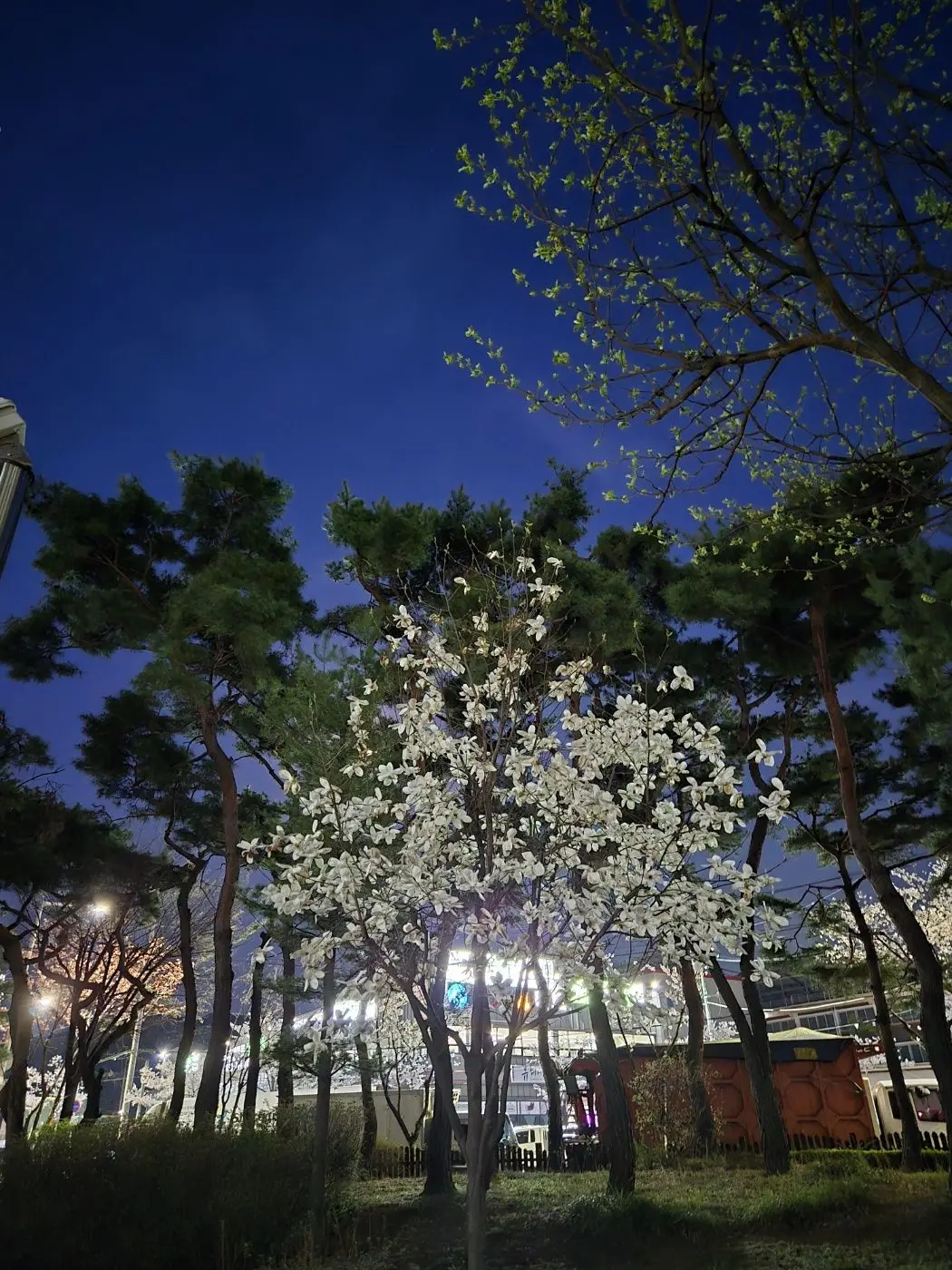 Black-Dahlia의 아이돌 연습생 파크모?