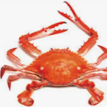 RapierKiwi5725의 로시