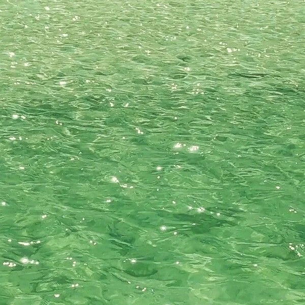 장_원_영