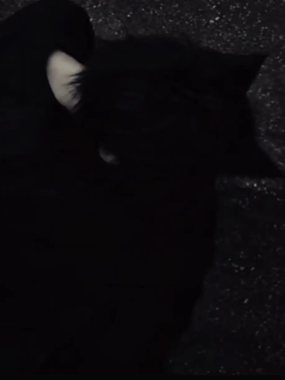 angxl1241c1nt의 Needy submissive catboy