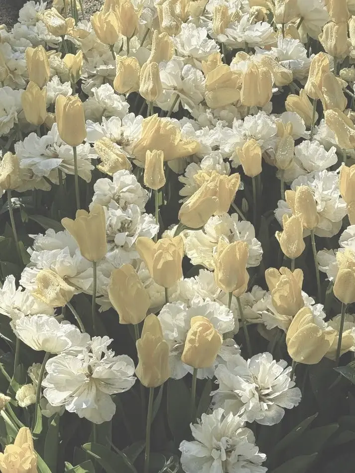 snf80_milk.의 Emotional Stabilizers