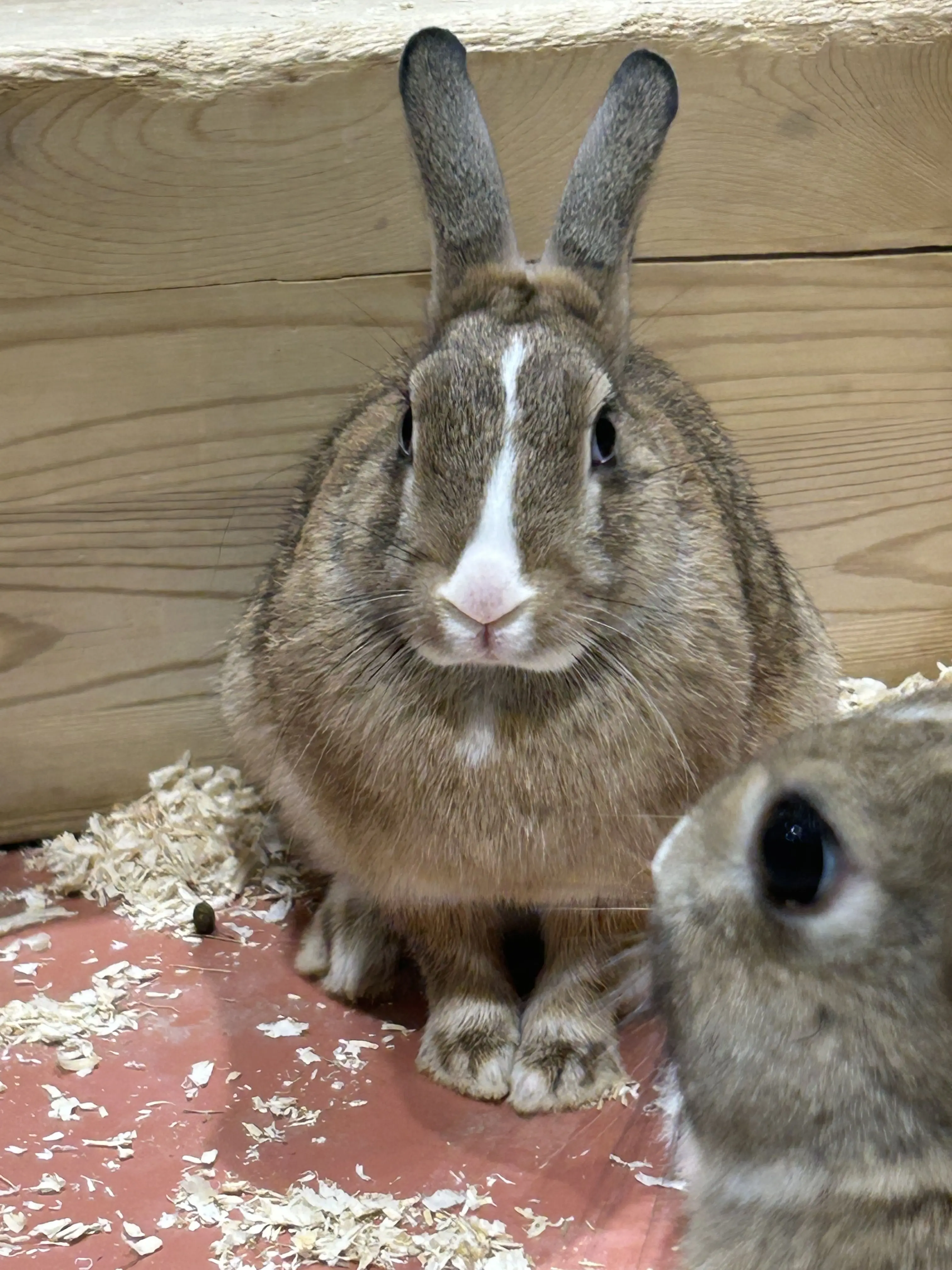 ChewyFlake4940의 双子的なやつを作りたかったんすよ