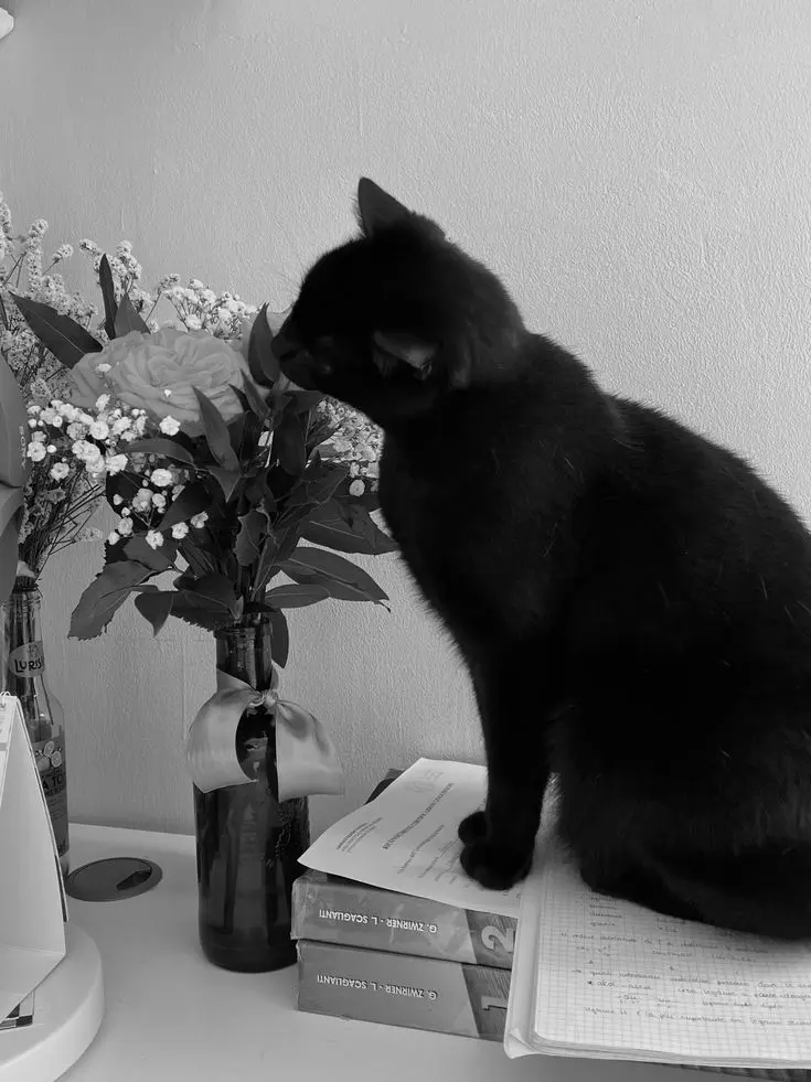 syunamon_17의 朝起きたら愛猫が人間になってました…！？