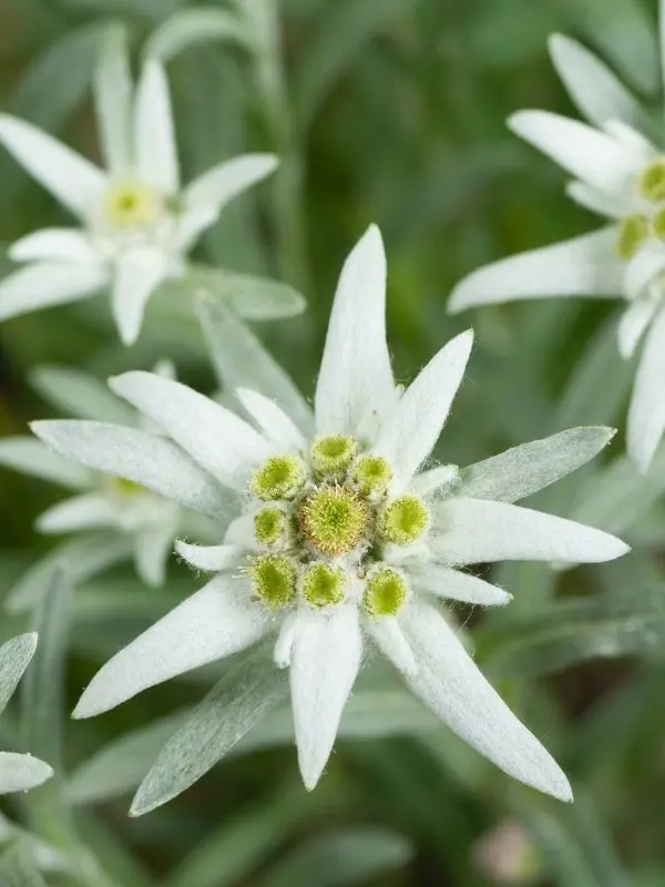 sidomaru의 Edelweiss