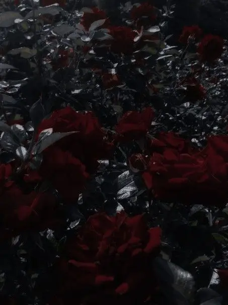 Eliteshn81의 패러다이스