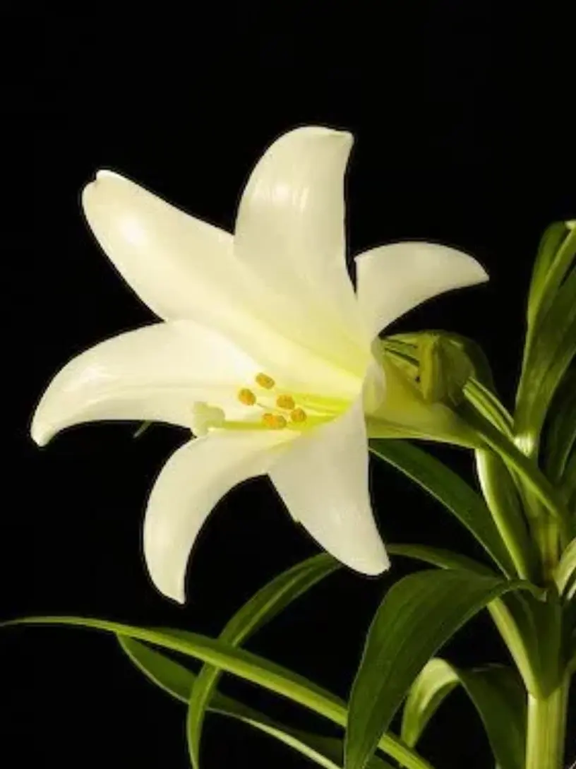 LiveBarn5189의 두 백합의 운명