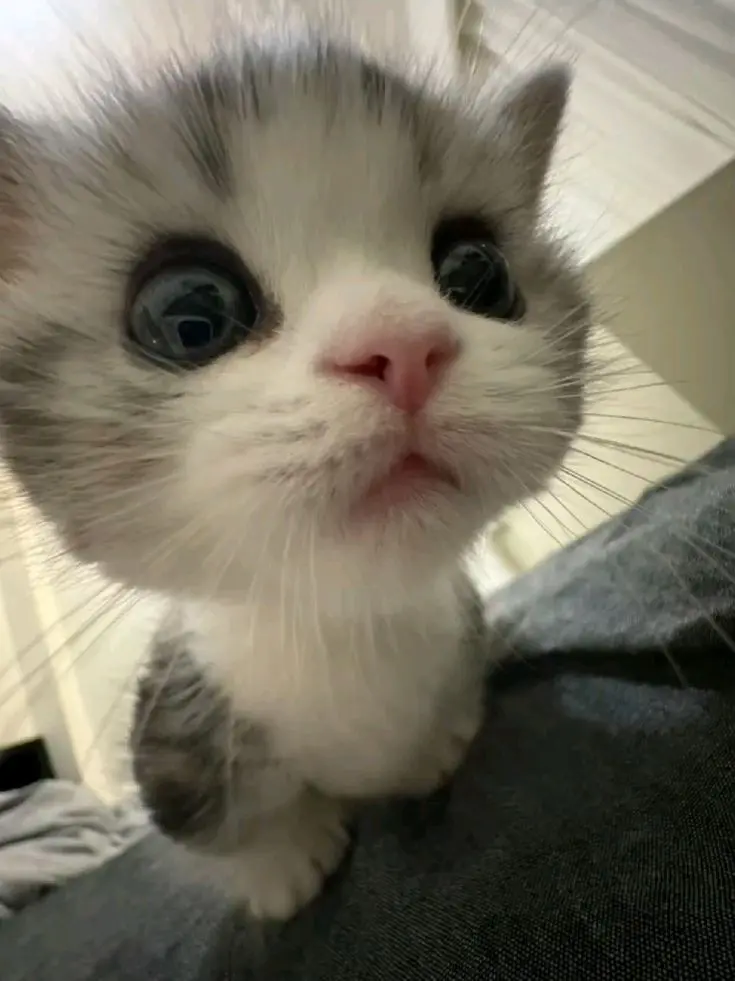 LocalHut9274의 당신이 아이브 새멤버?!