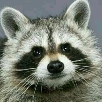 미치광이 감자