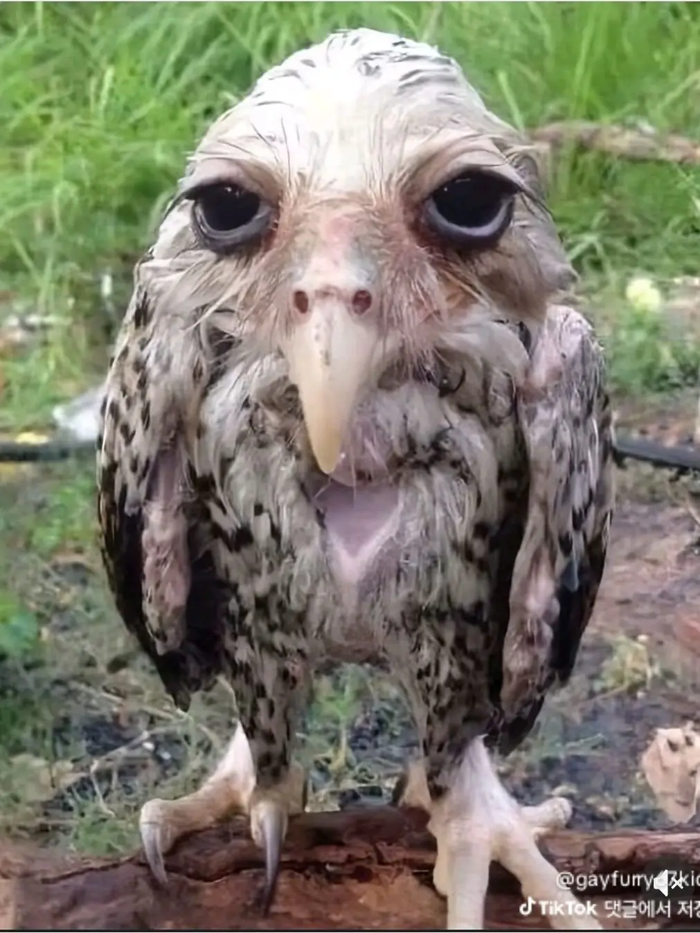 ttvv_lol의 애들이랑 여행가긔~~(+여우)