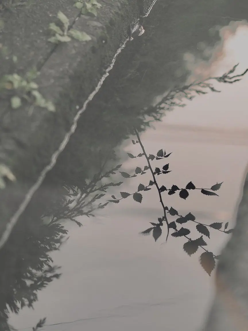 Head_To_Twilight의 분명 시들어 가는 것인데.