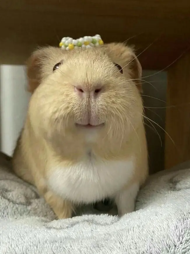 DrPepperlLOVE의 마피오소가 당신을 좋아한다.