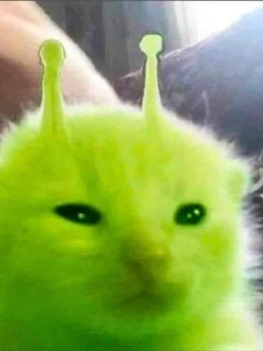 Catttt 대표 이미지