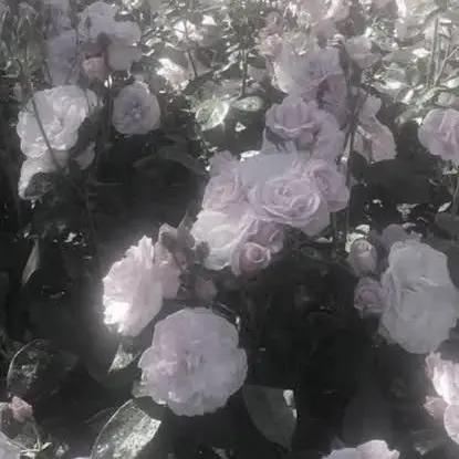 HeftyBeach6059의 陰キャはアイドルの私